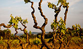 Camivini