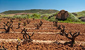 Camivini