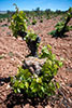 Camivini