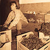 Montevetrano / Kompanien