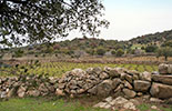 Camivini