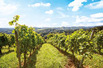 Azienda Agricola Pilandro / Lombardei